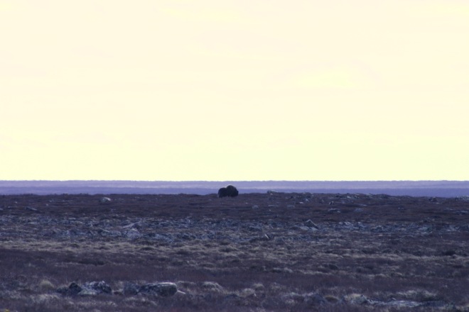Muskox in the distance as seen from the ground. Photo: Debbie Buehler